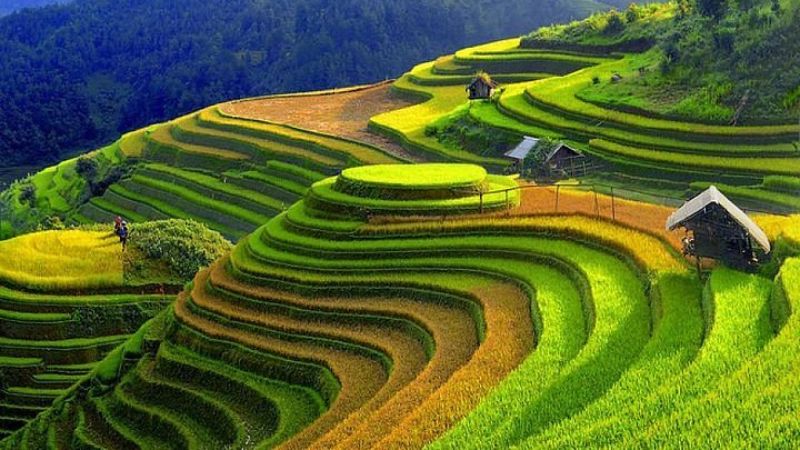 The Ethereal Fields of Mu Cang Chai