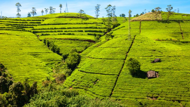 Nuwara Eliya