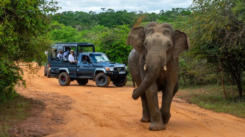 Yala National Park & Galle