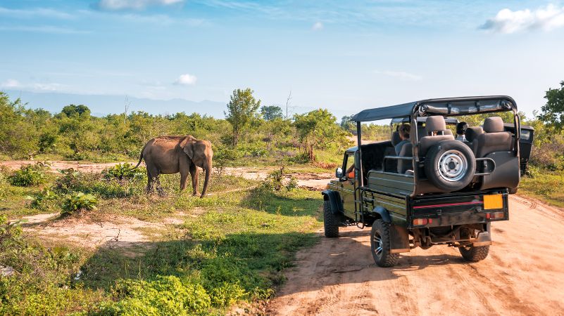 Yala National Park Safari