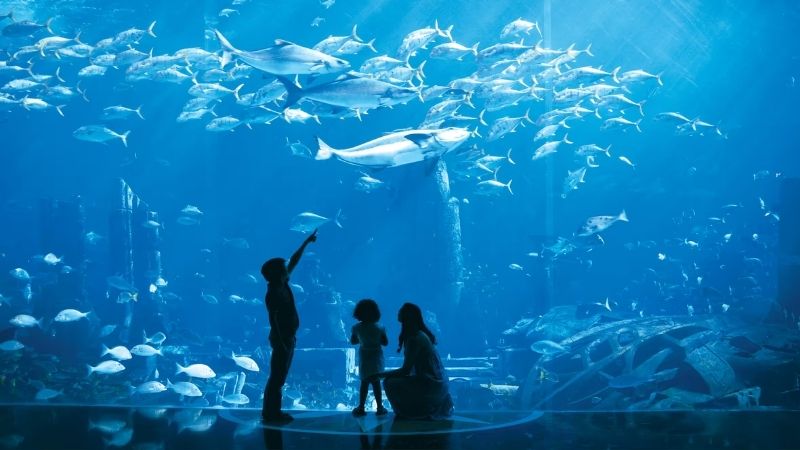 Aquarium Wonders – The Lost Chambers Aquarium